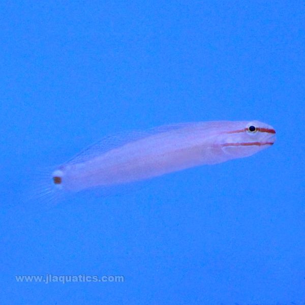 Orange Stripe Goby