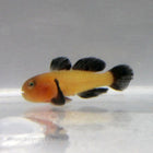 Panda Goby