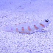 Buy Pink Bar Goby (Asia Pacific) in Canada for as low as 24.45