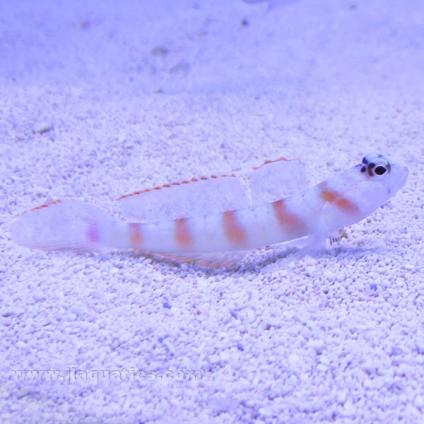 Buy Pink Bar Goby (Asia Pacific) in Canada for as low as 24.45