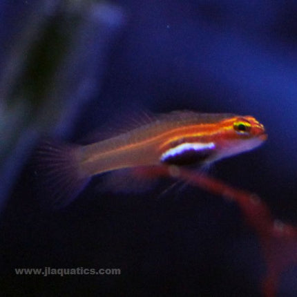 Pygmy (Assorted) Goby