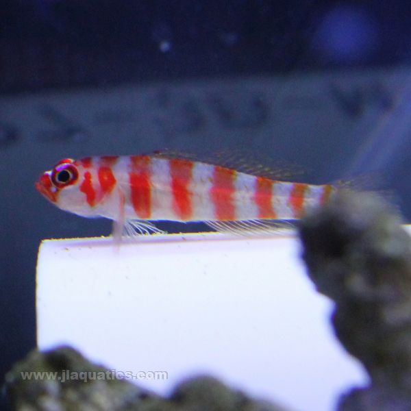Pygmy (Assorted) Goby | JLAquatics Canada – J&L Aquatics Ltd.