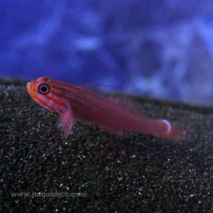 Pygmy (Assorted) Goby