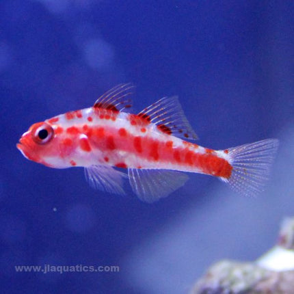 Buy Pygmy (Assorted) Goby (Asia Pacific) in Canada for as low as 21.45