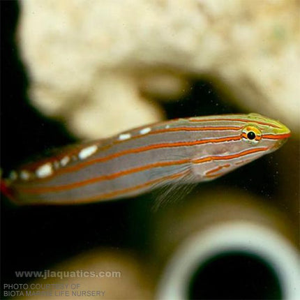 Buy Biota Rainford's Goby (Asia Pacific) in Canada for as low as 33.45