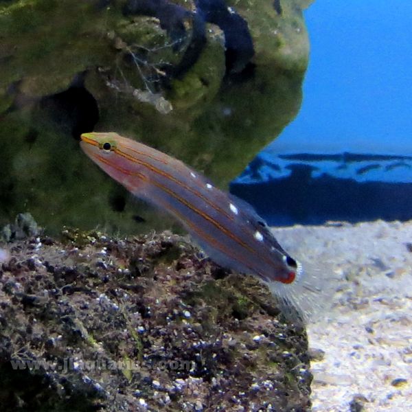 Rainford's Goby | JLAquatics Canada – J&L Aquatics Ltd.