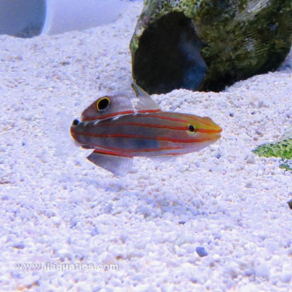 Rainford's Goby | JLAquatics Canada – J&L Aquatics Ltd.