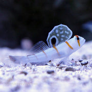 Buy Randall's Goby (Asia Pacific) in Canada for as low as 32.95