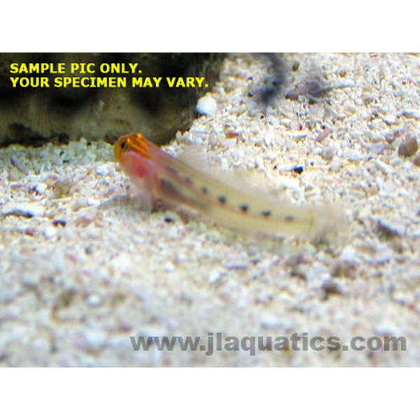 Buy Redhead Goby (West Pacific) in Canada for as low as 36.95