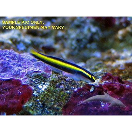 Buy Sharknose Goby (Tank Raised) in Canada for as low as 35.45