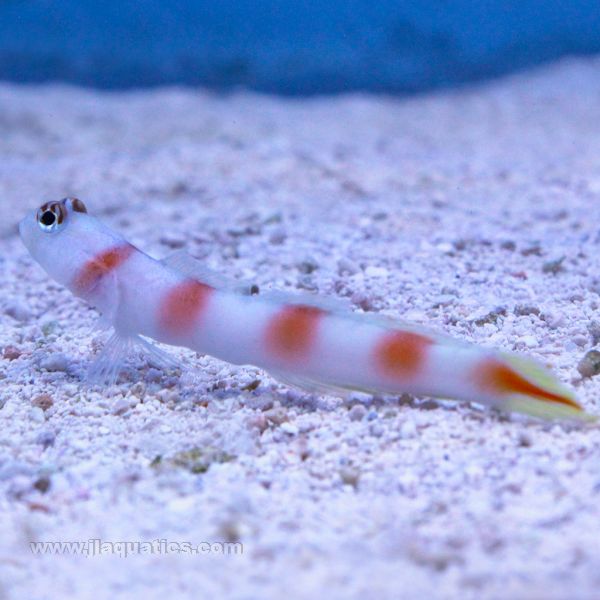 Buy Flagtail Shrimp Goby (Asia Pacific) in Canada for as low as 29.45