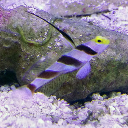 Highfin Shrimp Goby