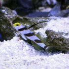 Buy Highfin Shrimp Goby (Asia Pacific) in Canada for as low as 29.45