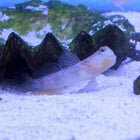 Buy Lagoon Shrimp Goby (Asia Pacific) in Canada for as low as 28.95