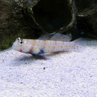 Buy Orange Spot Shrimp Goby (Asia Pacific) in Canada for as low as 27.45