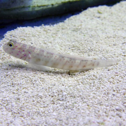 Pink Spot Shrimp Goby