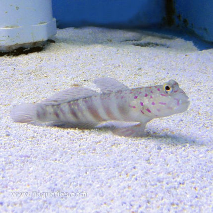 Buy Pink Spot Shrimp Goby (Asia Pacific) in Canada for as low as 28.95