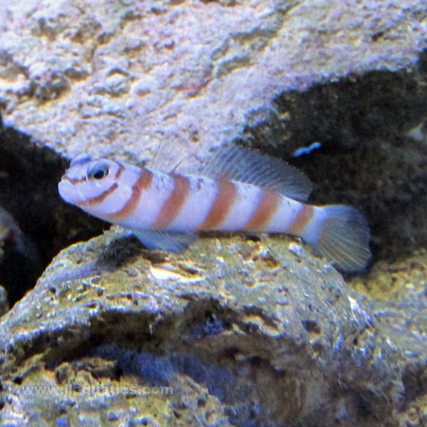 Striped Shrimp Goby