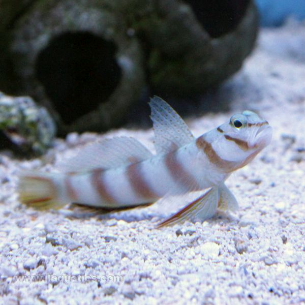 Buy Striped Shrimp Goby (Asia Pacific) in Canada for as low as 21.95