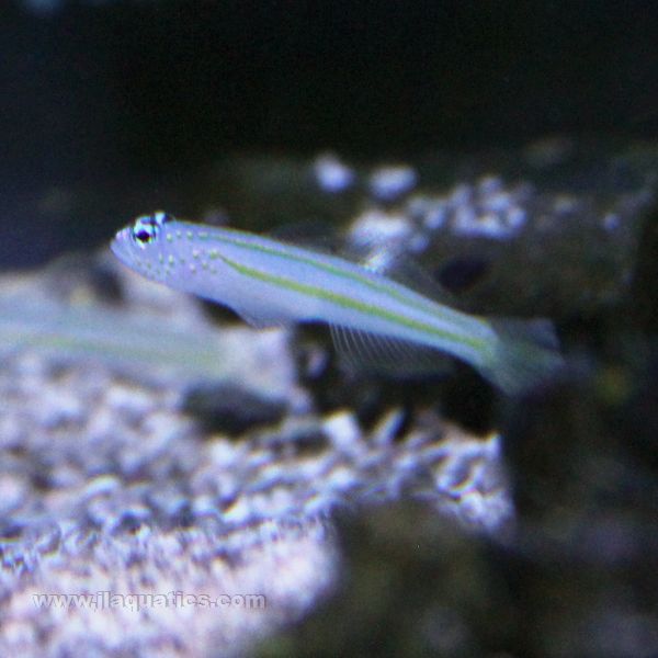 Yellow Lined Shrimp Goby