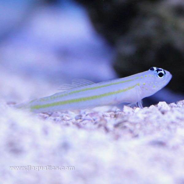 Buy Yellow Lined Shrimp Goby (Asia Pacific) in Canada for as low as 32.95