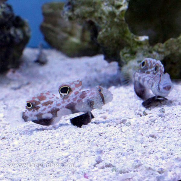 Signal Goby