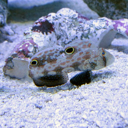 Buy Signal Goby (Asia Pacific) in Canada for as low as 26.95