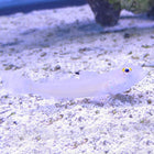 Buy Six Spot Sleeper Goby (Indian Ocean) in Canada for as low as 39.45