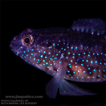 Buy Biota Starry Goby (Asia Pacific) in Canada for as low as 51.95