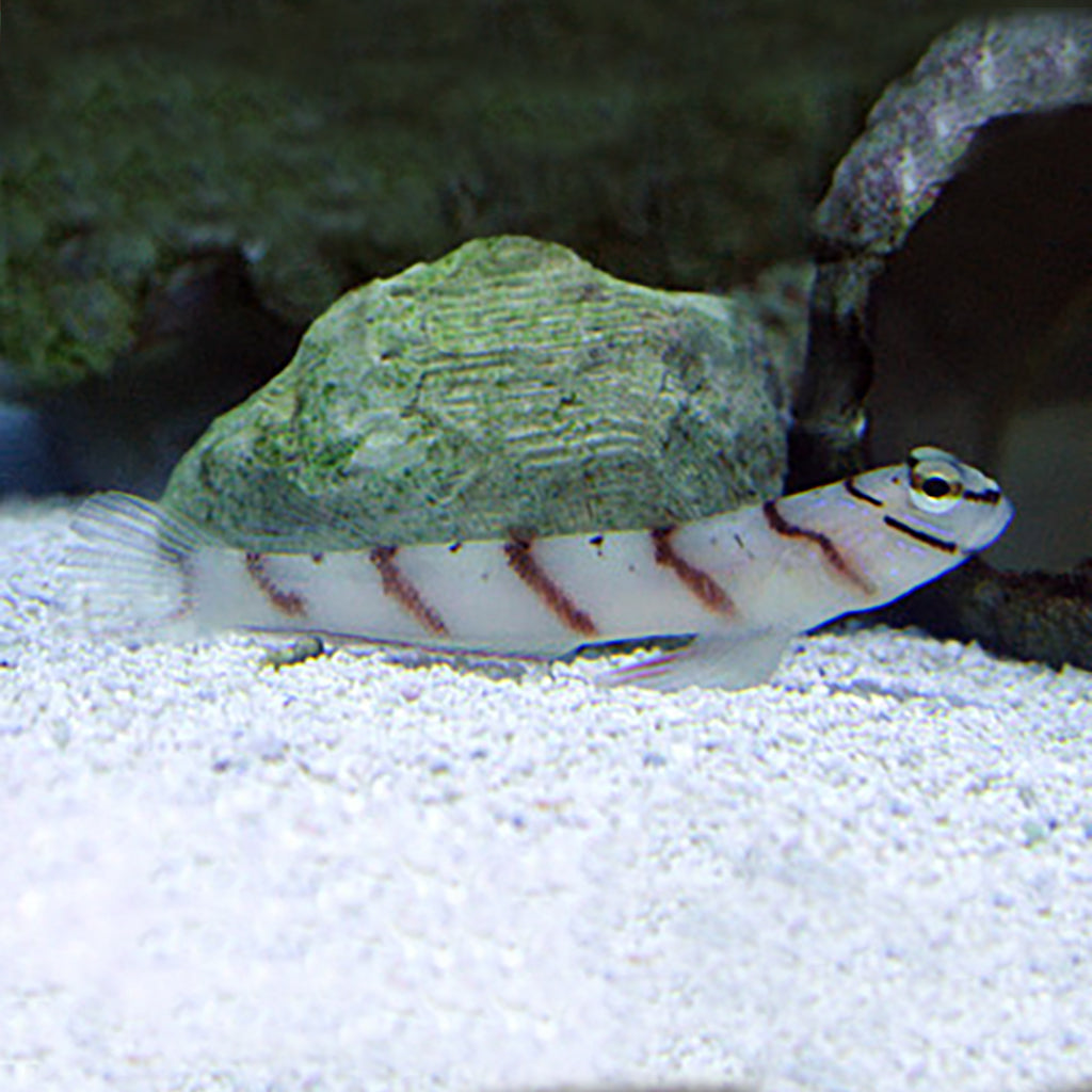 Buy Steintz's Shrimp Goby (Asia Pacific) in Canada for as low as 46.95