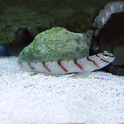 Buy Steintz's Shrimp Goby (Asia Pacific) in Canada for as low as 46.95