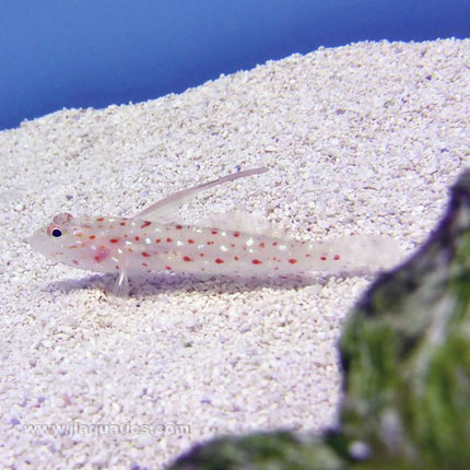 Tangaroa Goby