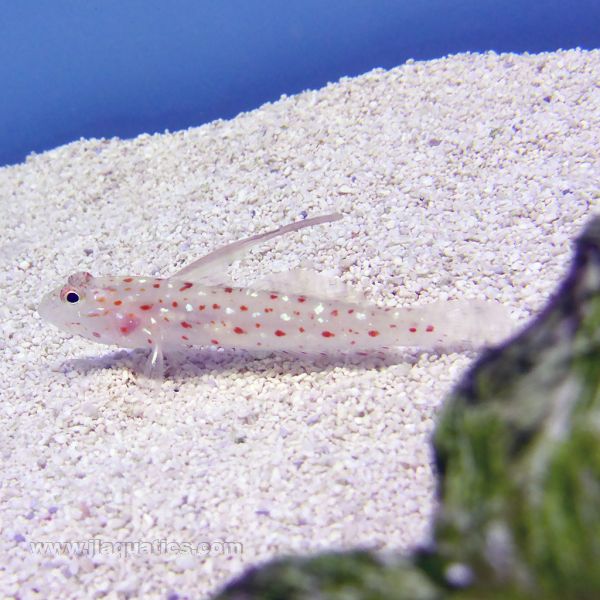 Tangaroa Goby