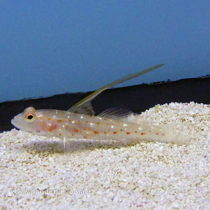 Tangaroa Goby