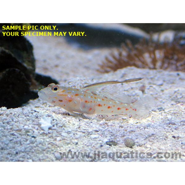 Buy Tangaroa Goby (Asia Pacific) in Canada for as low as 49.95