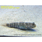 Buy Target Goby (Asia Pacific) in Canada for as low as 38.45