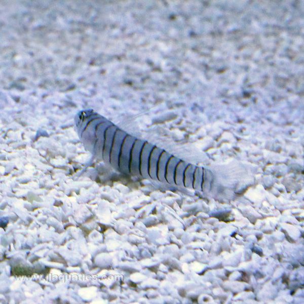 Tiger Goby