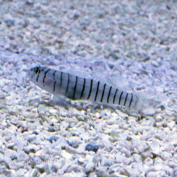 Buy Tiger Goby (Tank Raised) in Canada for as low as 32.45