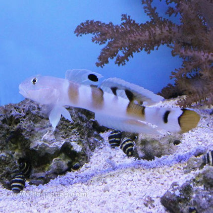 Buy Tiger Sleeper Goby (Indian Ocean) in Canada for as low as 51.95