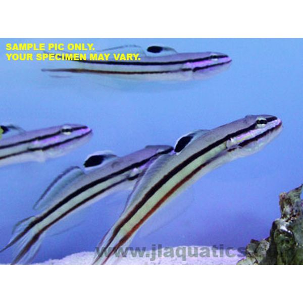 Two Line Goby (Asia Pacific)