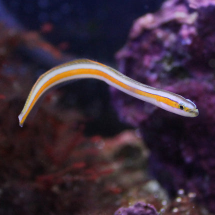 Curious Wormfish Goby