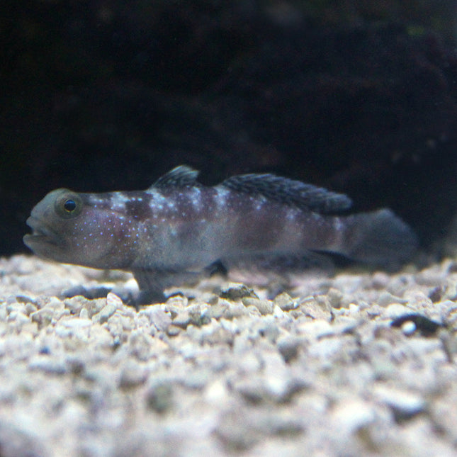 Y-Bar Shrimp Goby (Indian Ocean)