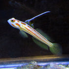 Buy Yasha Ray Goby (Asia Pacific) in Canada for as low as 97.45