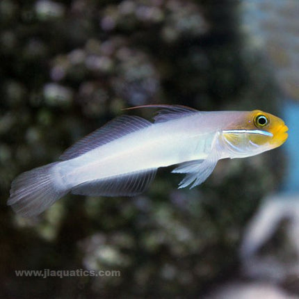 Buy Yellow Head Sleeper Goby (Asia Pacific) in Canada for as low as 38.95