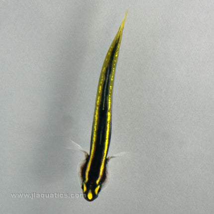 Yellow Line Goby