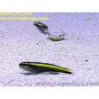 Buy Yellow Line Goby (Tank Raised) in Canada for as low as 35.45