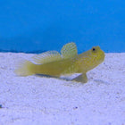 Buy Yellow Watchman Goby (Asia Pacific) in Canada for as low as 31.45