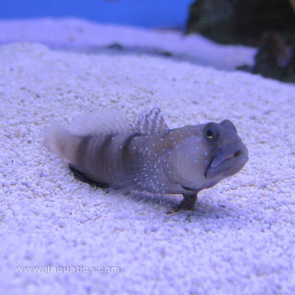 Yellow Watchman Goby