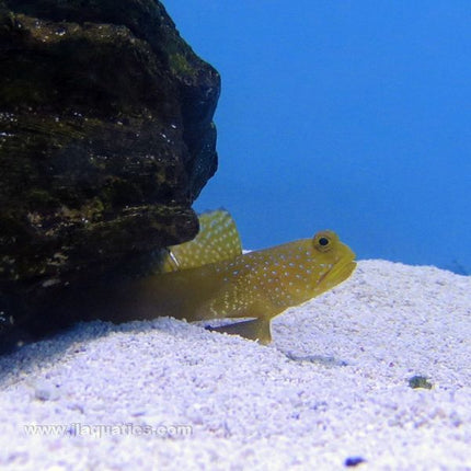 Yellow Watchman Goby