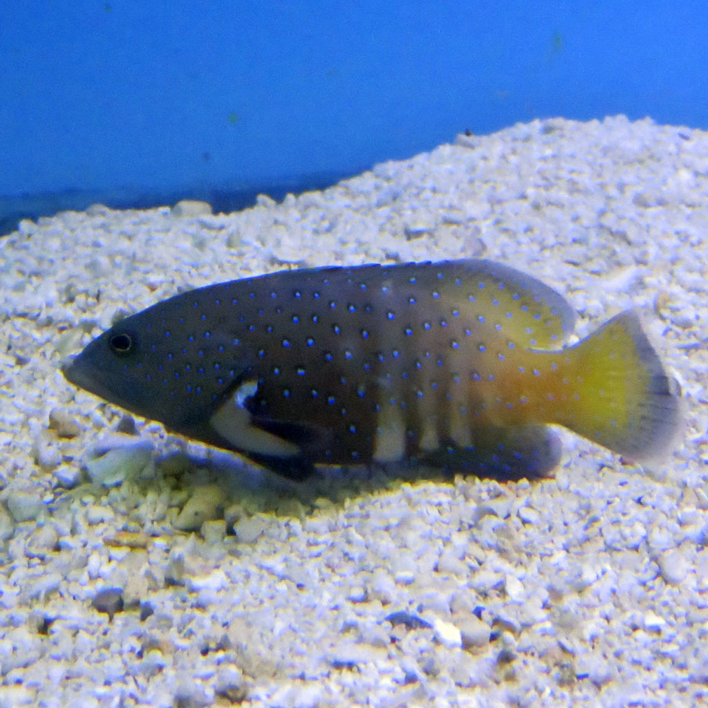 Argus Grouper (Asia Pacific)